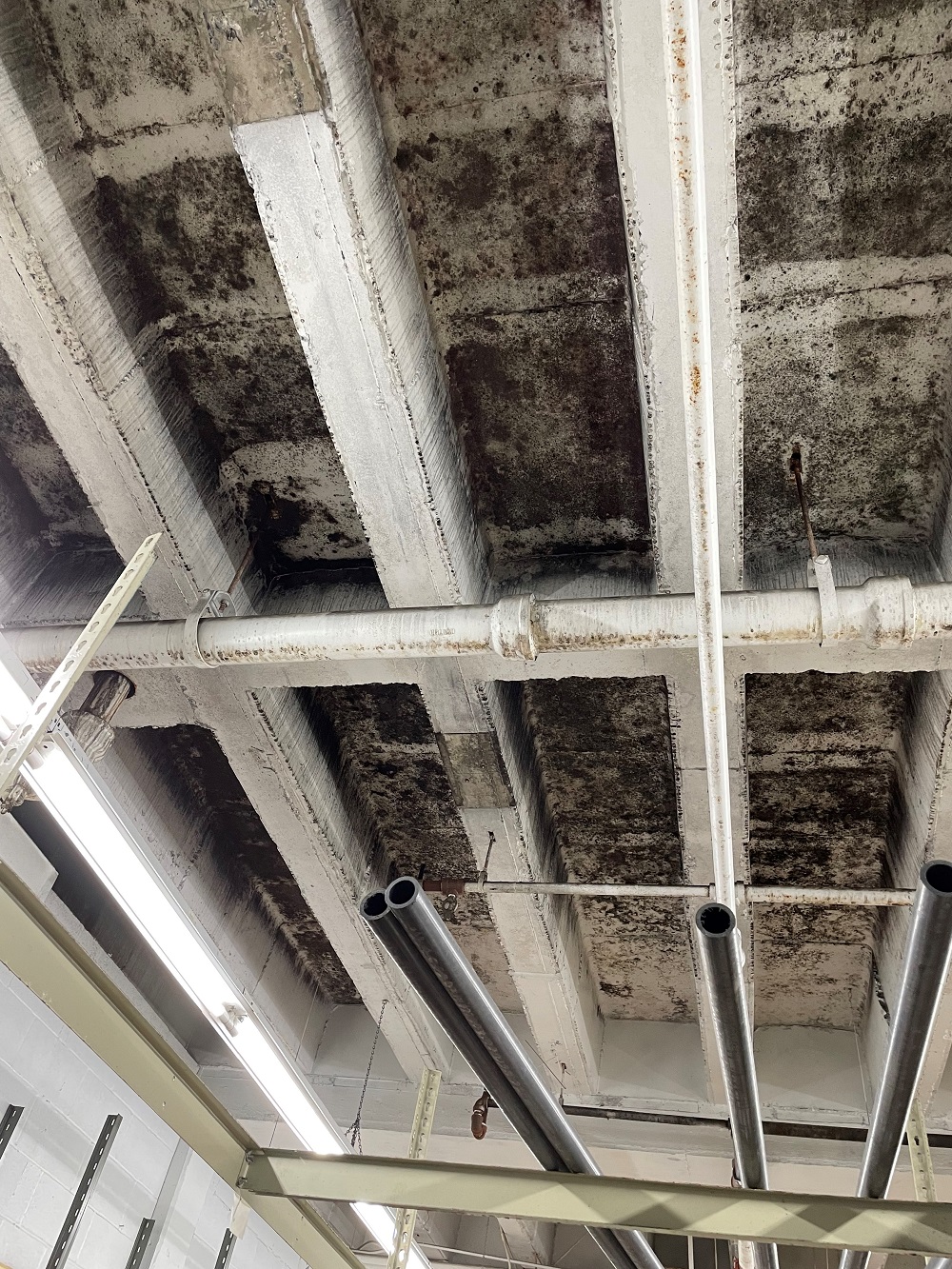 Before - Certified Mold Abatement